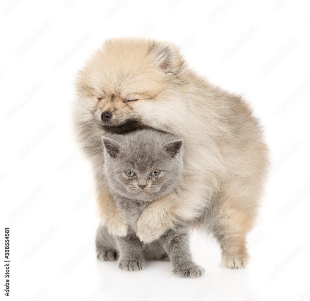 Happy Pomeranian spitz puppy hugs gray baby kitten. isolated on white background Happy Pomeranian spitz puppy hugs gray baby kitten. isolated on white background