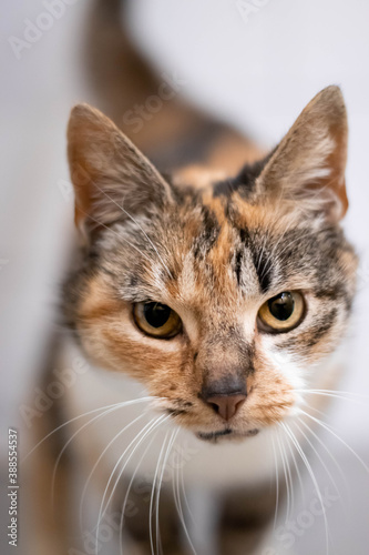 Close-up of a calico rescue cat in a no-kill animal shelter waiting to be adopted © Bruce