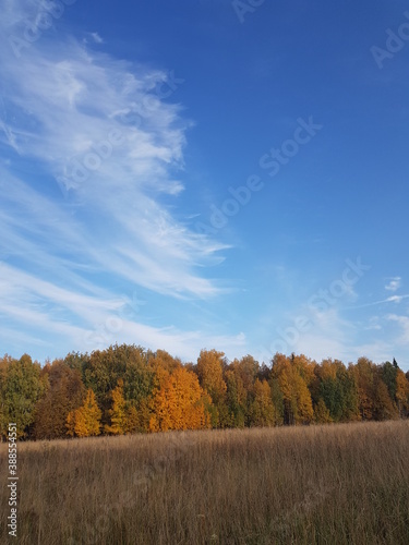 autumn in the park