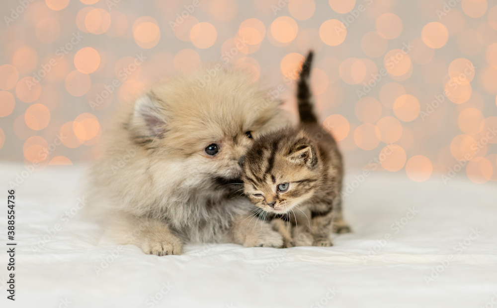 Pomeranian spitz puppy kisses tabby kitten on festive background