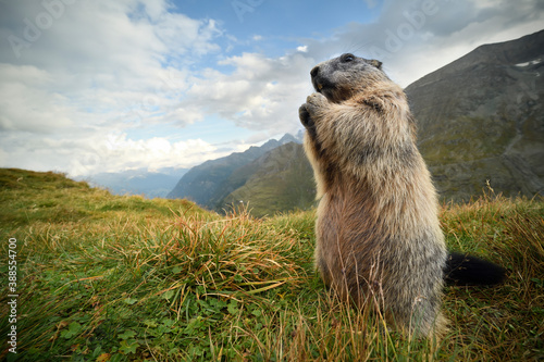 Marmot stays in autumn flowering meadow landscape © PetrDolejsek