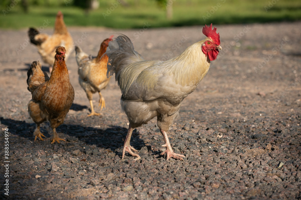 Fototapeta premium Gallinas y gallos juntos a la par