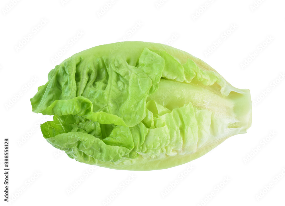 fresh baby cos (lettuce) on white background fresh baby cos (lettuce) on white background
