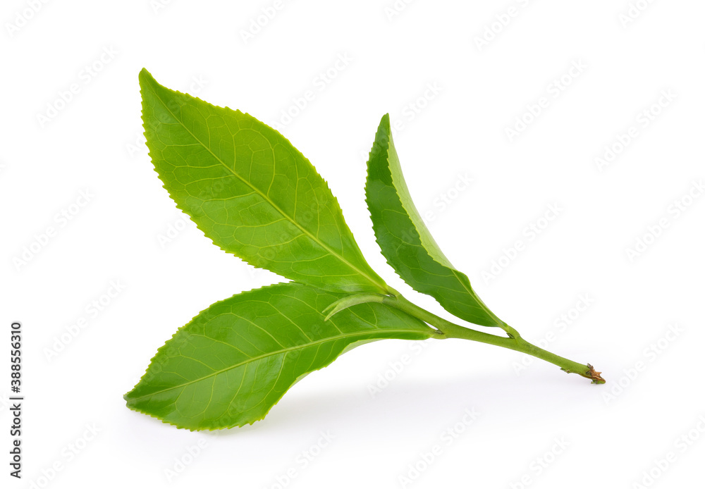 Obraz premium Green tea leaf isolated on white background