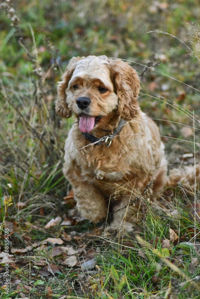 Dog Cocker Spaniel in the Woods Dog Cocker Spaniel in the Woods
