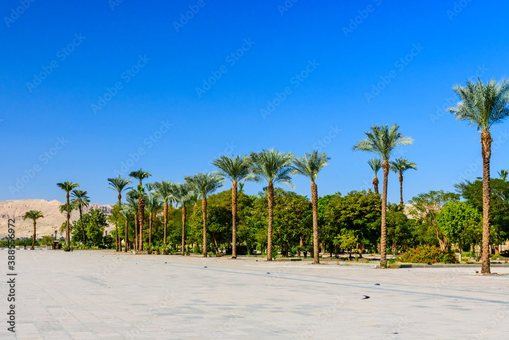Palm trees on square near the Karnak temple in Luxor, Egypt Palm trees on square near the Karnak temple in Luxor, Egypt