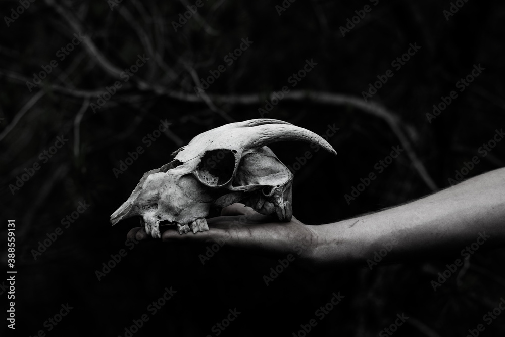 Hand holding the skull of a mountain goat in the forest, Mallorca, Spain