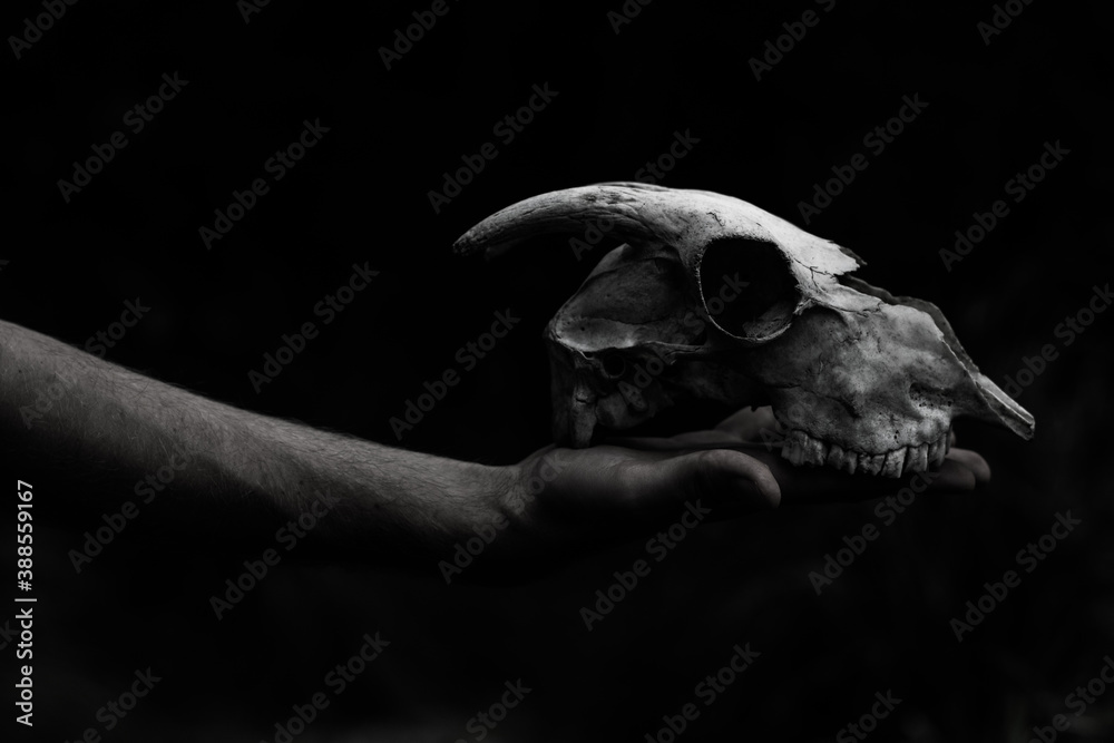 Hand holding the skull of a mountain goat in the forest, Mallorca, Spain Hand holding the skull of a mountain goat in the forest, Mallorca, Spain