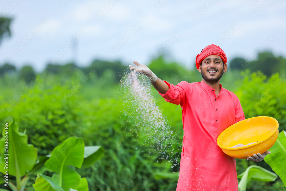 Indian farmer spreading fertilizer in the green banana field Stock ...
