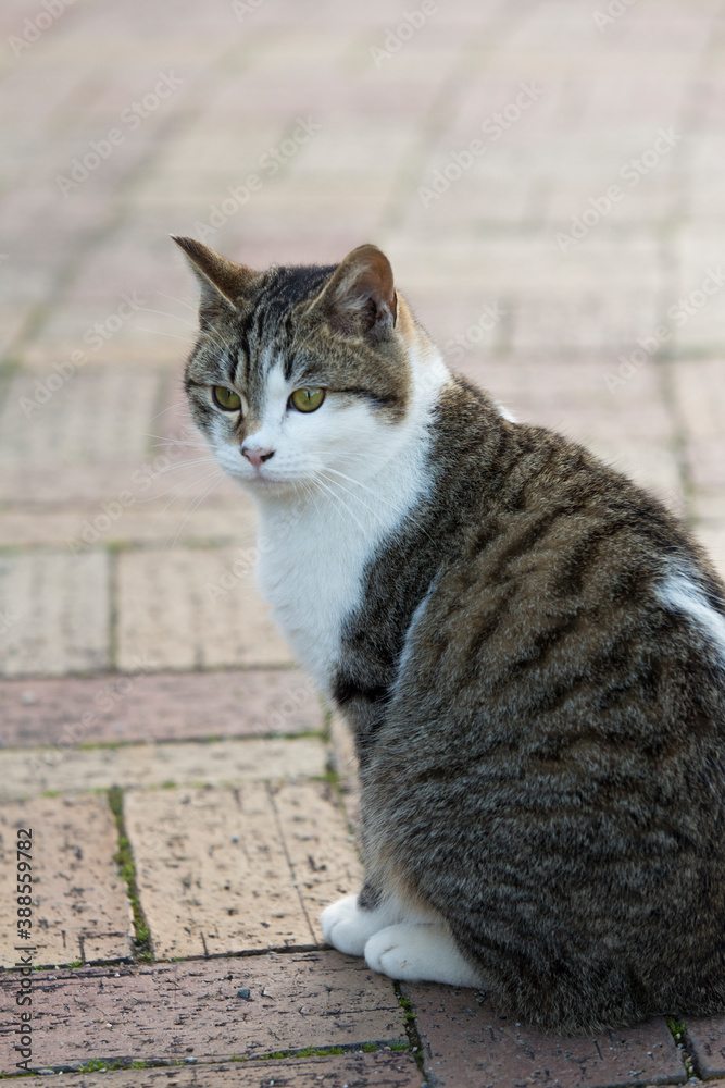 ノラ猫 ノラ猫