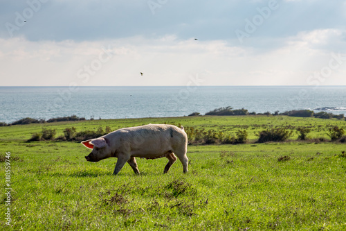 One free range large white pig walking and grazing on green meadow with Black Sea in background. Sunny autumn day, Bulgaria