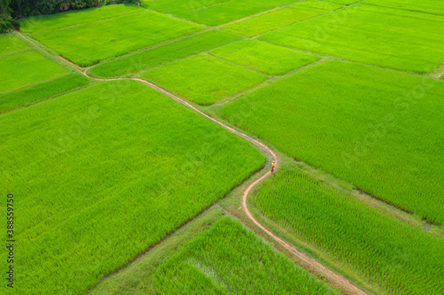 Beautiful view of ricefields in the countryside