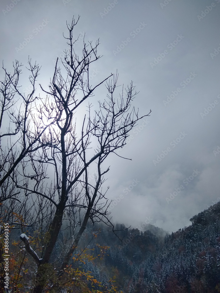 Fototapeta premium Baumsilhouette mit winterlichem Talblick in spätherbstlichem Nebel