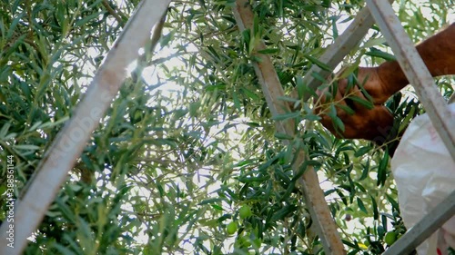 The farmer harvests olives from olive trees. Olive fruit grown on the Mediterranean coast is harvested in autumn. Agriculture concept.