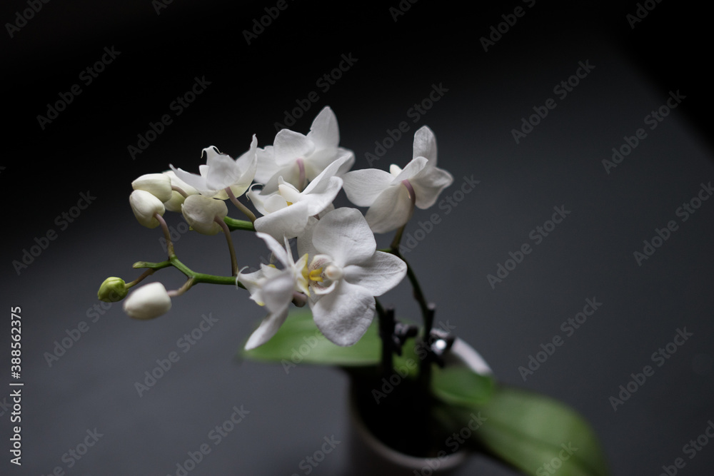 Obraz premium white orchid dark background