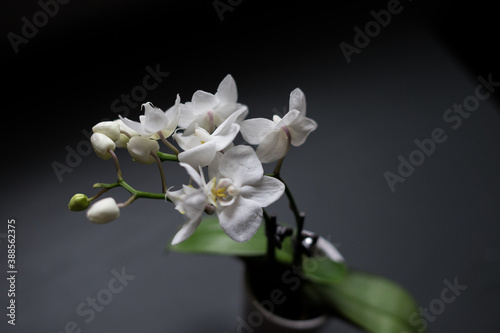 white orchid dark background