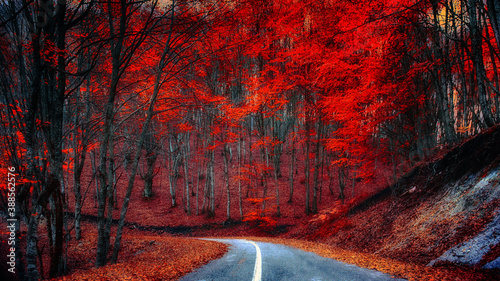 curved road through a red forest