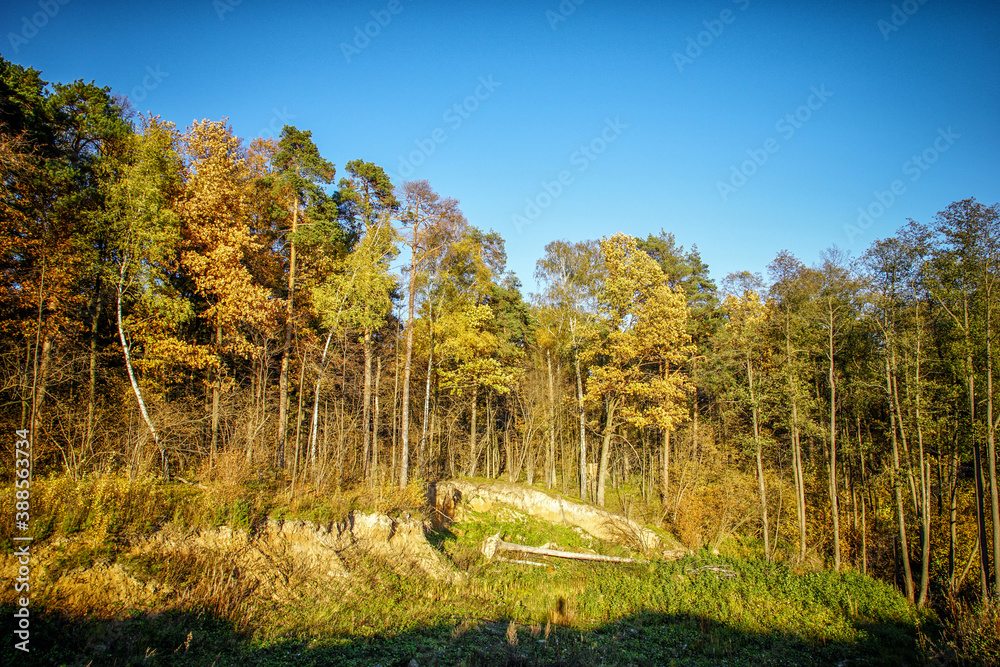 autumn in the forest