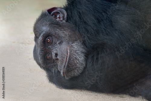  Schimpanse (Pan troglodytes)