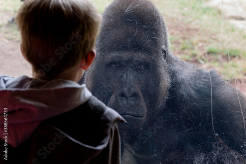 Flachlandgorilla (Gorilla gorilla gorilla) photo