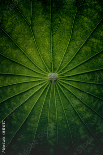 Macro shot of lotus leaf. Can use as image background.