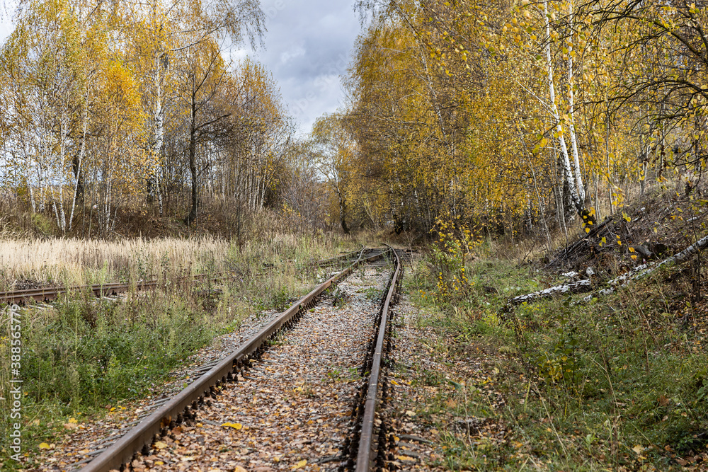 requested railroad tracks in the forest requested railroad tracks in the forest