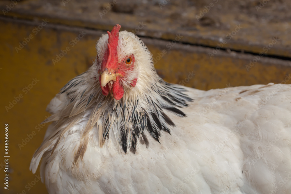 Naklejka premium Domestic Sussex chicken close-up.