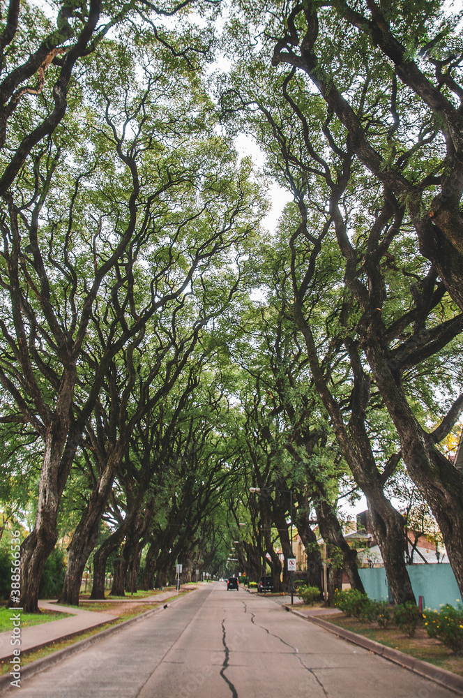 Obraz premium Street Forest
