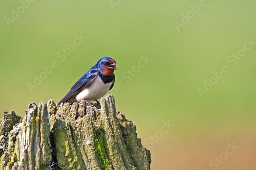 Boerenzwaluw, Barn Swallow, Hirundo rustica photo