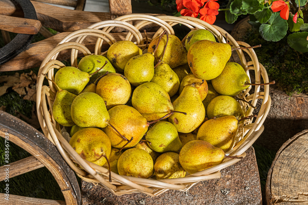 Birnen als Dekoration beim Erntedankgottesdienst, Buochs, Kanton Nidwalden, Schweiz