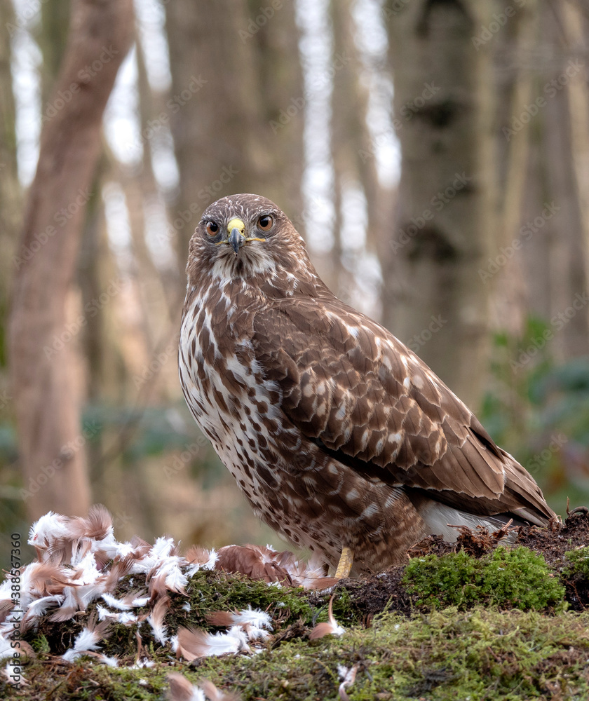 Common Buzzard, Buteo buteo Common Buzzard, Buteo buteo