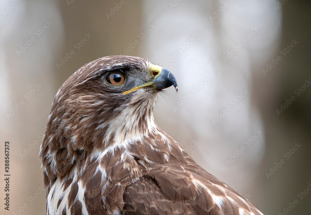 Common Buzzard, Buteo buteo