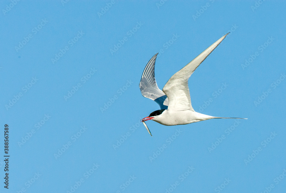 Common Tern, Sterna hirundo Common Tern, Sterna hirundo