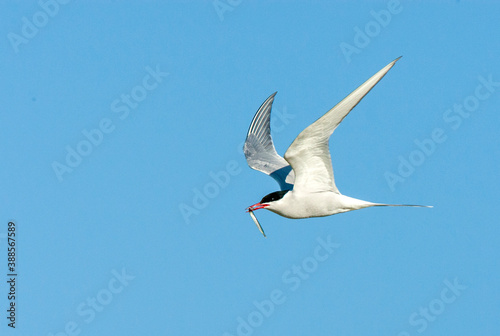 Common Tern  Sterna hirundo