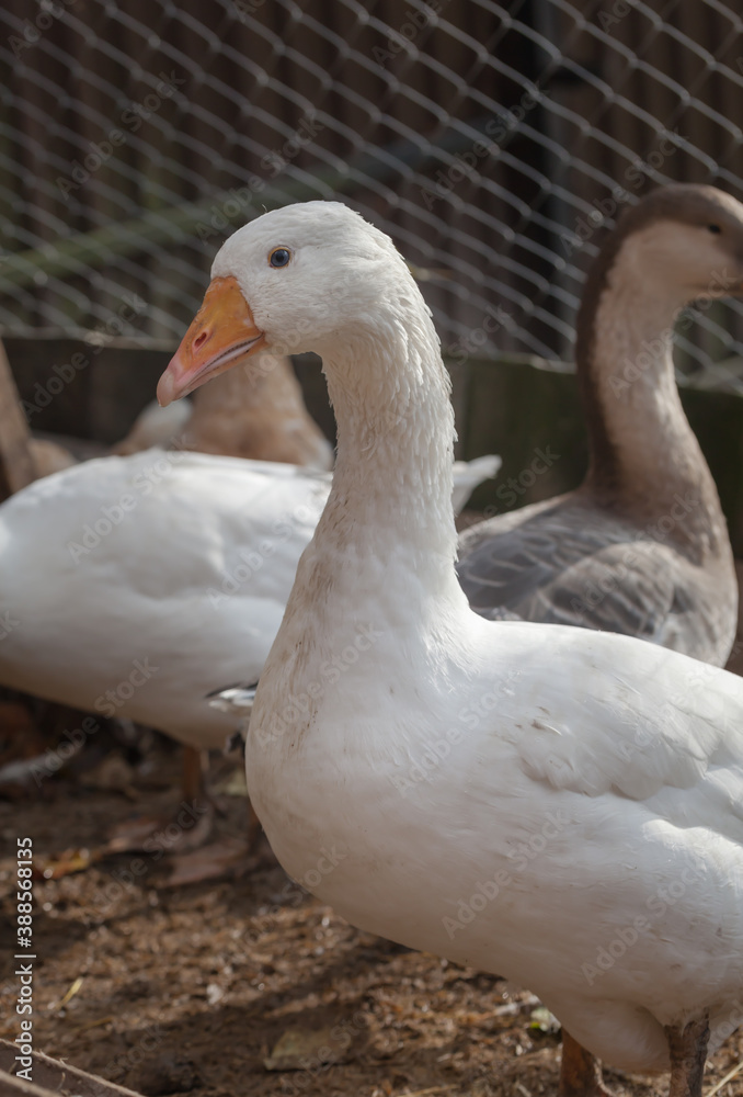 Domesticated geese drink water from a bucket on a small farm Domesticated geese drink water from a bucket on a small farm