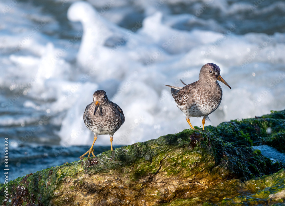 Purple Sandpiper (Calidris maritima) wintering along the Zuidpier with waves in background Purple Sandpiper (Calidris maritima) wintering along the Zuidpier with waves in background