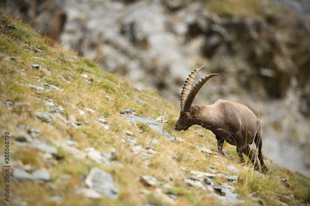 Alpine ibex grazes in a meadow Alpine ibex grazes in a meadow