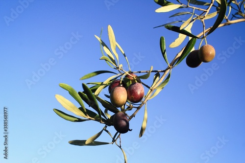 Olives on olive tree, olive grove in the outskirts of Athens in Attica, Greece. photo