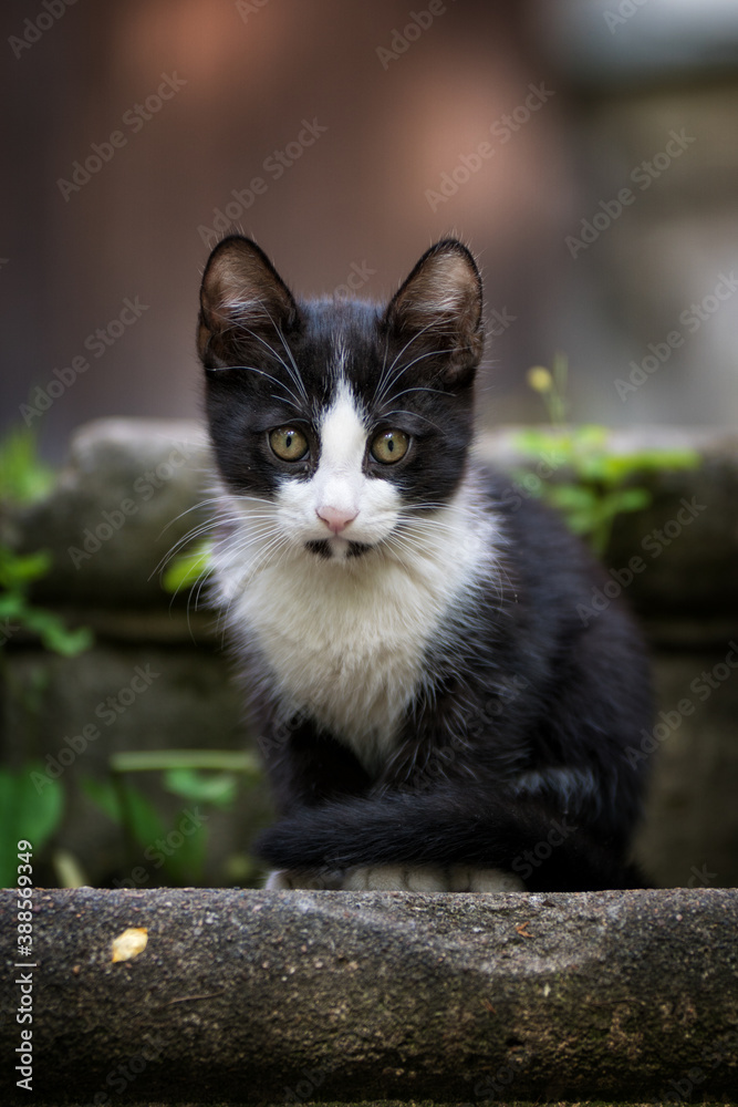 cat on the fence cat on the fence