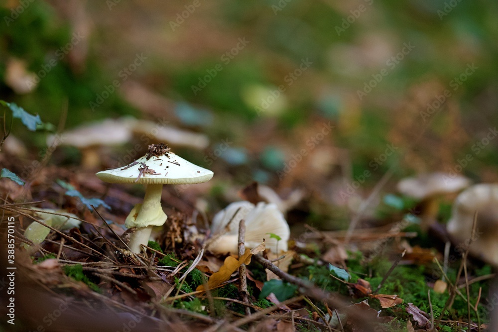 Fototapeta premium Champignon