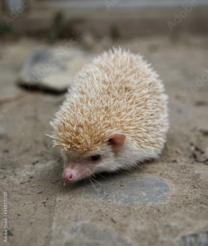 erizo blanco del ecosistema Boliviano
