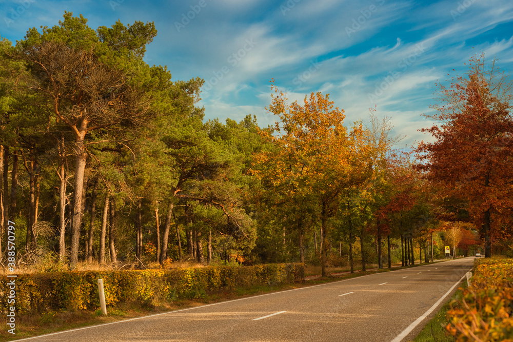a road and trees with autumn colors, photo made on 28 october 2020 in Weert the Netherlands