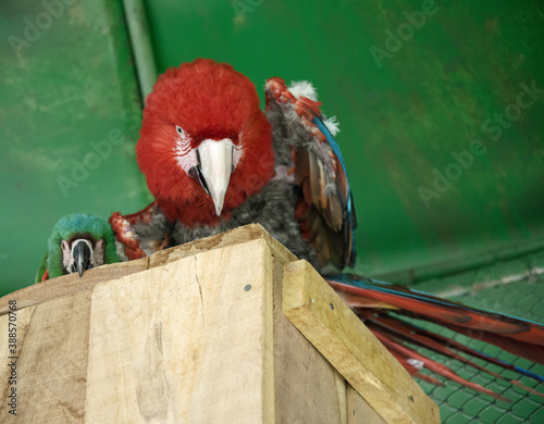 Perico y papagayo del ecosistema Boliviano 