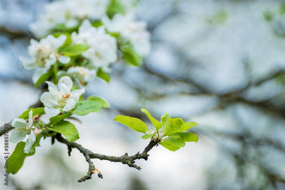 Obraz premium white cherry blossom