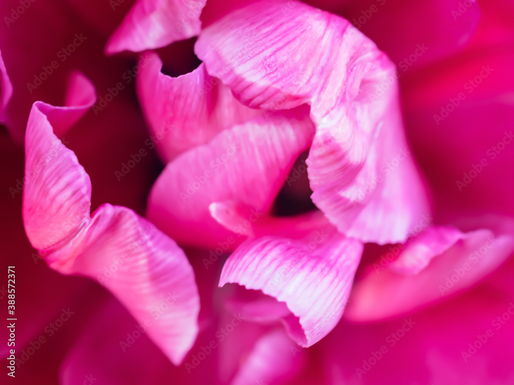 Unfocused abstract pink floral background. Blurred petals of a purple bright flower. Floral decor for presentation of natural cosmetics or perfume. Macro view. Close up of vivid fuchsia color tulip. Unfocused abstract pink floral background. Blurred petals of a purple bright flower. Floral decor for presentation of natural cosmetics or perfume. Macro view. Close up of vivid fuchsia color tulip.