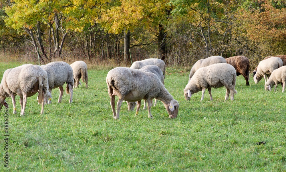 Herde weisse Schafe beim grasen auf einer wiese Herde weisse Schafe beim grasen auf einer wiese