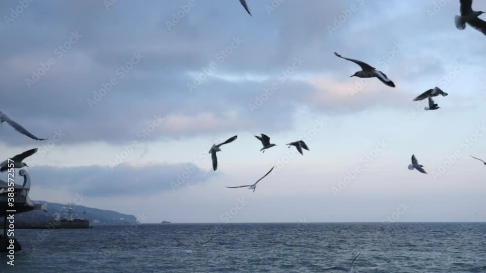 A flock of seagulls flying against the blue sky, freedom concept