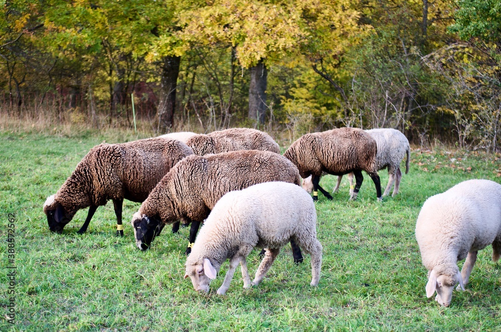 braune und weisse Schafe auf einer weise im herbst braune und weisse Schafe auf einer weise im herbst