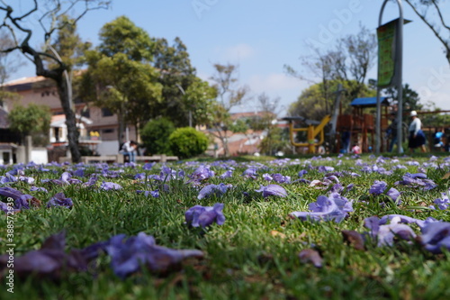 parque, flores
