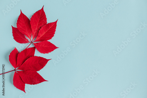 Beautiful red leaves on a light blue background. Autumn background.